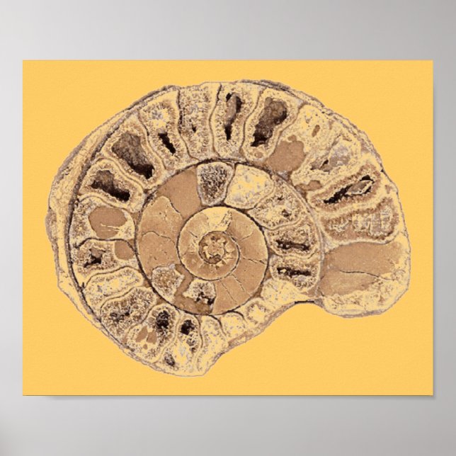 Poster d'ammonite (fossile) (Devant)