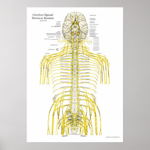 Poster d'anatomie chiropratique de la colonne vert