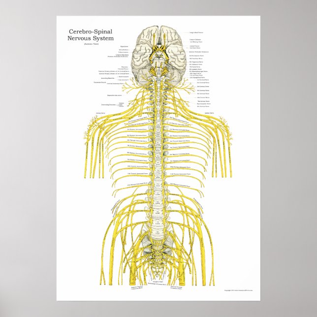 Poster d'anatomie chiropratique de la colonne vert (Devant)
