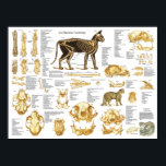 Poster d'anatomie crânienne de chat 18 X 24<br><div class="desc">Poster d'anatomie squelettique du chat, Le tableau mural montre la structure squelettique du chat. Vues du crâne avec détails des dents. Vue plantaire et dorsale des os de la patte arrière et de la patte avant avec anatomie de surface. Colonne de colonne vertébrale, cage de côtes et bassin. Ligaments de...</div>