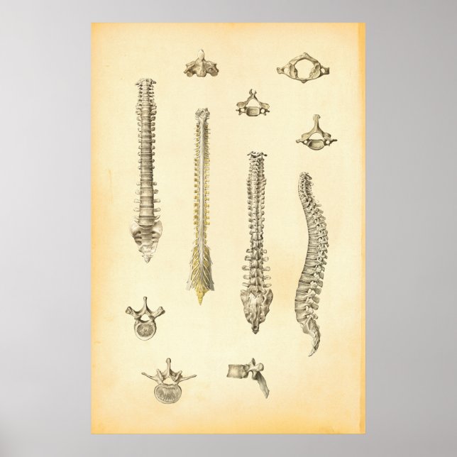 Poster d'anatomie de la colonne vertébrale Chiropr (Devant)