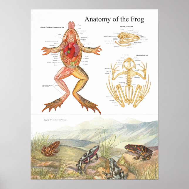 Poster d'anatomie de la grenouille vintage (Devant)