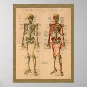 Poster d'anatomie de l'attachement du squelette 18