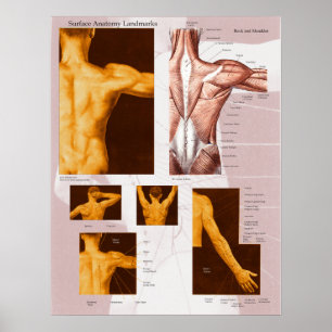 Poster d'anatomie de surface musculaire - Arrière