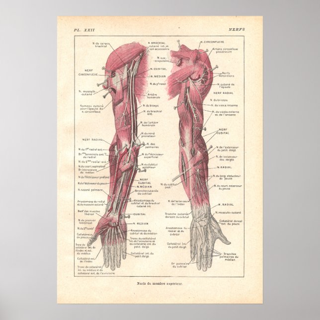 Poster d'anatomie des armoiries en français (Devant)