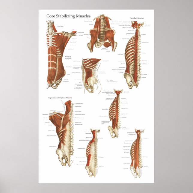 Poster d'anatomie des muscles stabilisateurs profo (Devant)