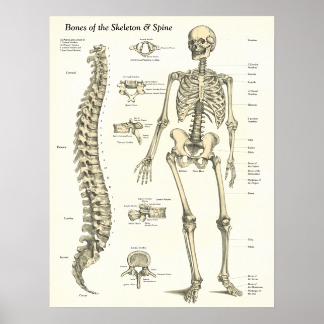 Poster d'anatomie des os du squelette et de la col (Devant)