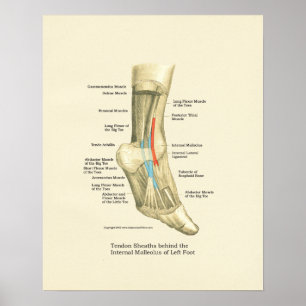 Poster d'anatomie des tendances de pieds et de che