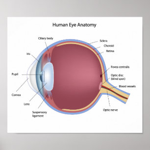 Poster d'anatomie des yeux humains