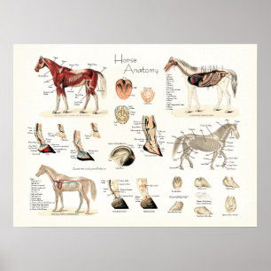 Poster d'anatomie du cheval