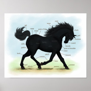 Poster d'anatomie du cheval noir ou de l'équine po