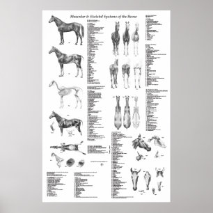 Poster d'anatomie du cheval Squelette et musculair