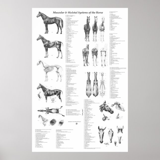 Poster d'anatomie du cheval Squelette et musculair (Devant)
