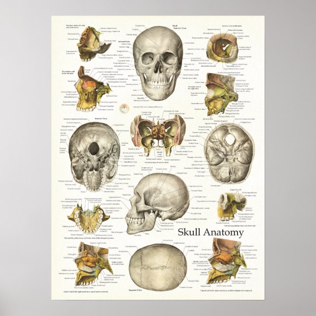 Poster d'anatomie du crâne humain 18 X 24 (Devant)