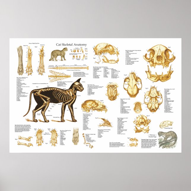 Poster d'anatomie du foetus de chat 24" X 36" (Devant)