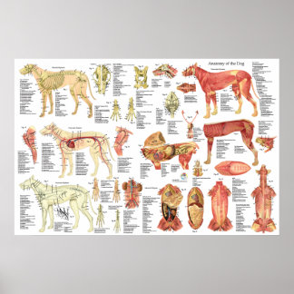 Poster d'anatomie du muscle vétérinaire de chien 2