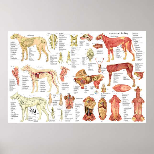 Poster d'anatomie du muscle vétérinaire de chien 2 (Devant)