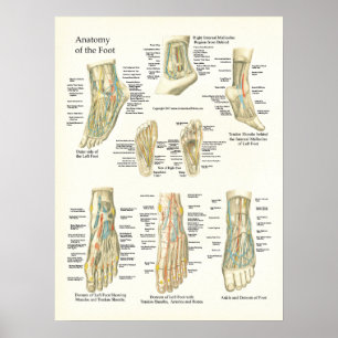 Poster d'anatomie du pied et de la cheville