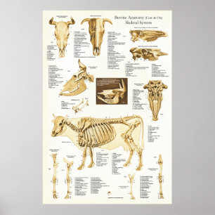 Poster d'anatomie du squelette de la vache Ox Bovi