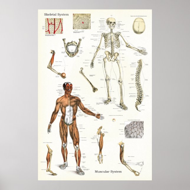 Poster d'anatomie du squelette et du muscle humain (Devant)