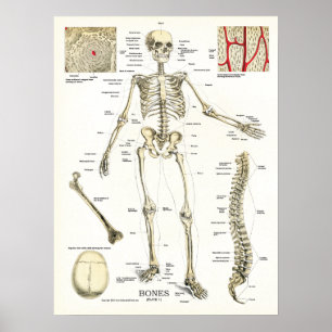 Poster d'anatomie du squelette humain