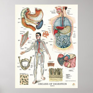 Poster d'anatomie du système digestif Organes inte