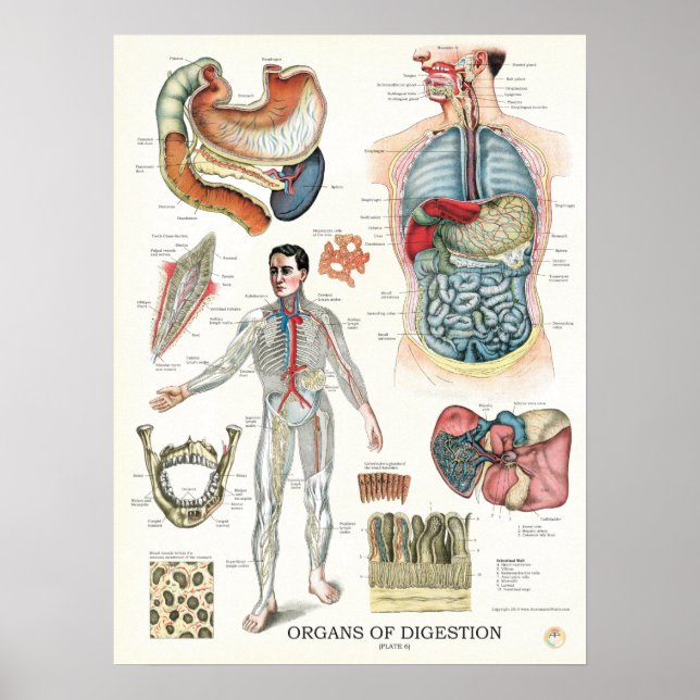 Poster d'anatomie du système digestif Organes inte (Devant)
