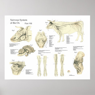 Poster d'anatomie du système nerveux de la vache b