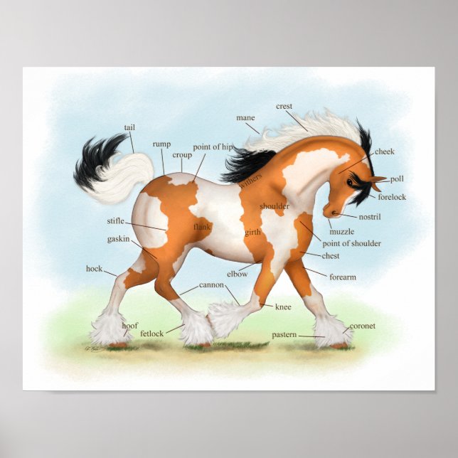 Poster d'anatomie équestre Overo Gypsy Horse (Devant)