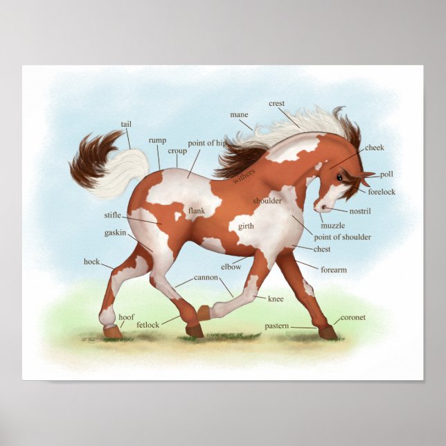 Poster d'anatomie équestre Overo Skewbald Horse (Devant)