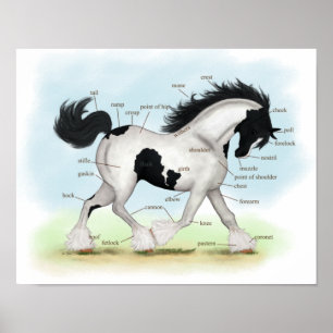 Poster d'anatomie équestre Piebald Gypsy Horse