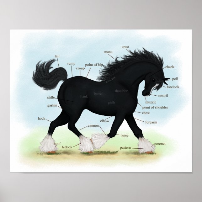 Poster d'anatomie équine du cheval noir Shire (Devant)