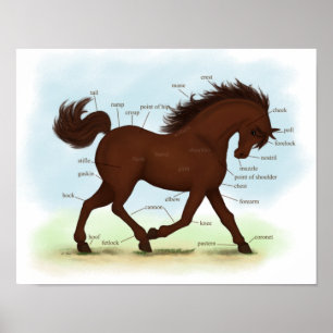 Poster d'anatomie équine éducative du cheval Brown