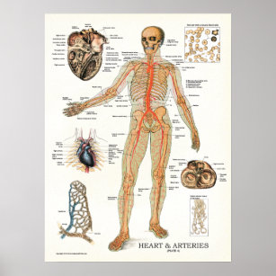 Poster d'anatomie humaine Coeur et artères 18 X 24