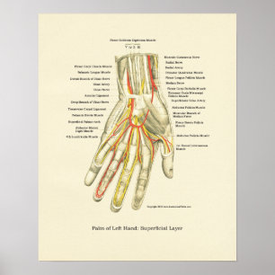 Poster d'anatomie interne main et poignet