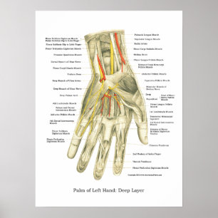 Poster d'anatomie interne main et poignet