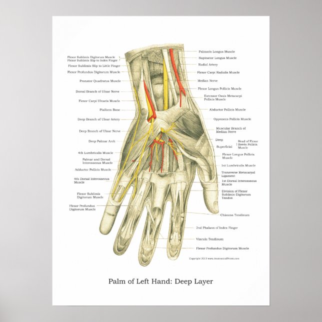 Poster d'anatomie interne main et poignet (Devant)