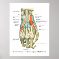 Poster d'anatomie interne main et poignet
