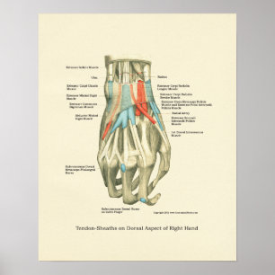 Poster d'anatomie interne main et poignet