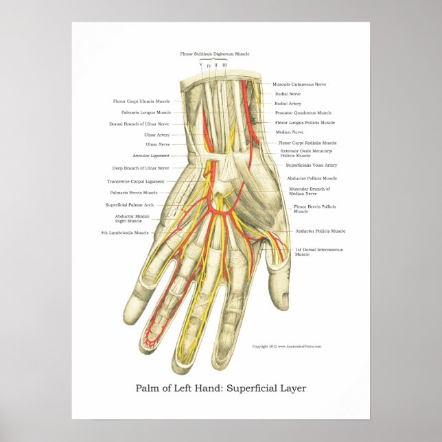 Poster d'anatomie interne main et poignet (Devant)