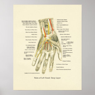 Poster d'anatomie interne main et poignet