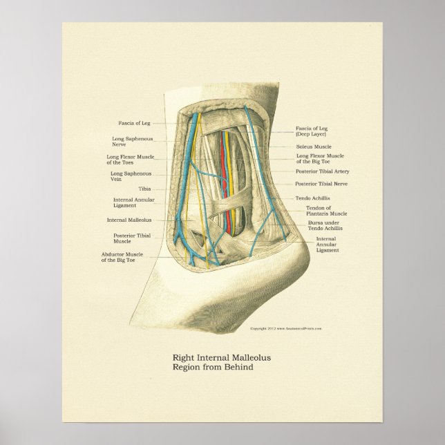Poster d'anatomie interne Pied & Ankle (Devant)