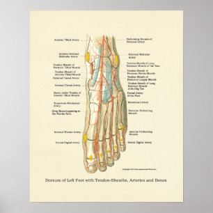 Poster d'anatomie interne Pied & Ankle