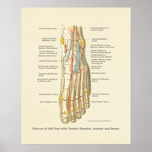 Poster d'anatomie interne Pied & Ankle (Devant)