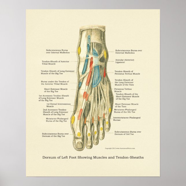 Poster d'anatomie interne Pied & Ankle (Devant)