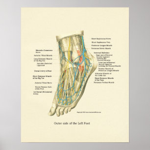 Poster d'anatomie interne Pied & Ankle