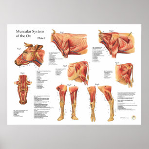Poster d'anatomie musculaire de la vache bovine