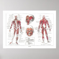 Poster d'anatomie musculaire en français