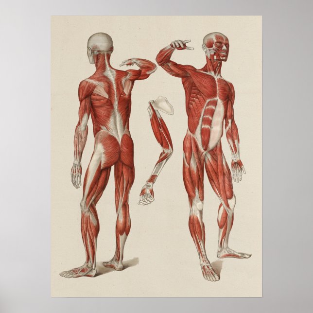 Poster d'anatomie musculaire humaine (Devant)