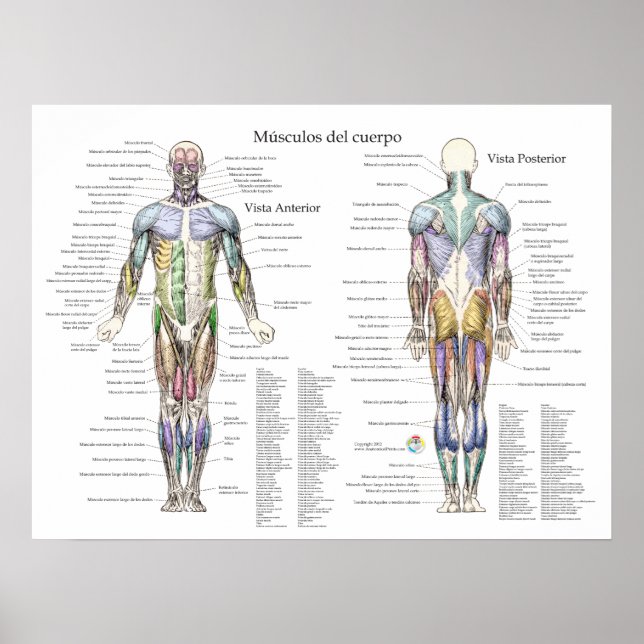 Poster d'anatomie musculaire humaine espagnole (Devant)
